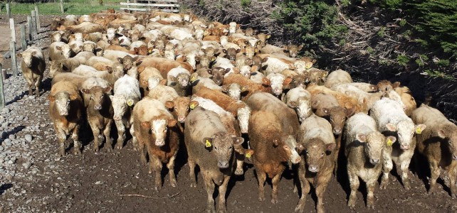 Check out our Crossbred Charolais on fodder beet