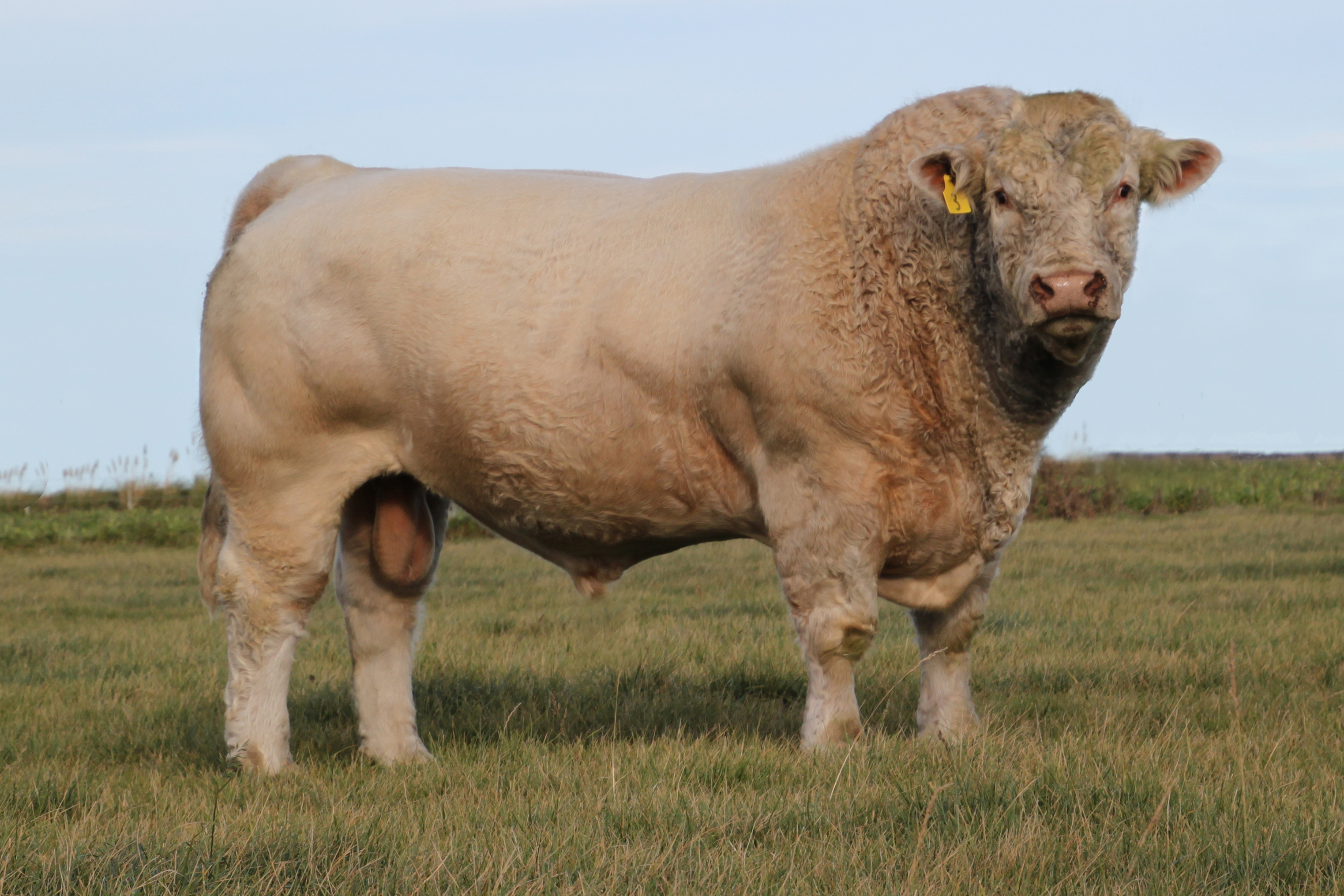 Charolais Sires Silverstream
